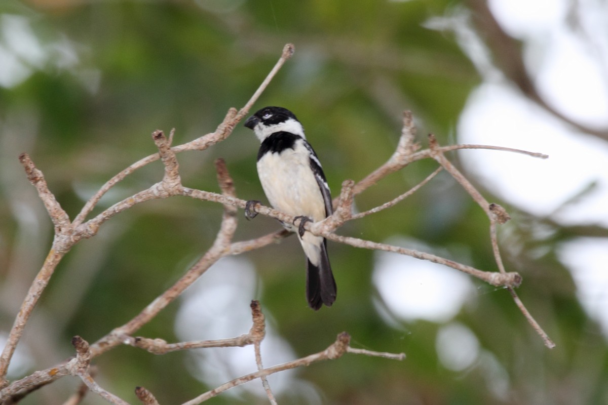 Morelet's Seedeater - ML646292425