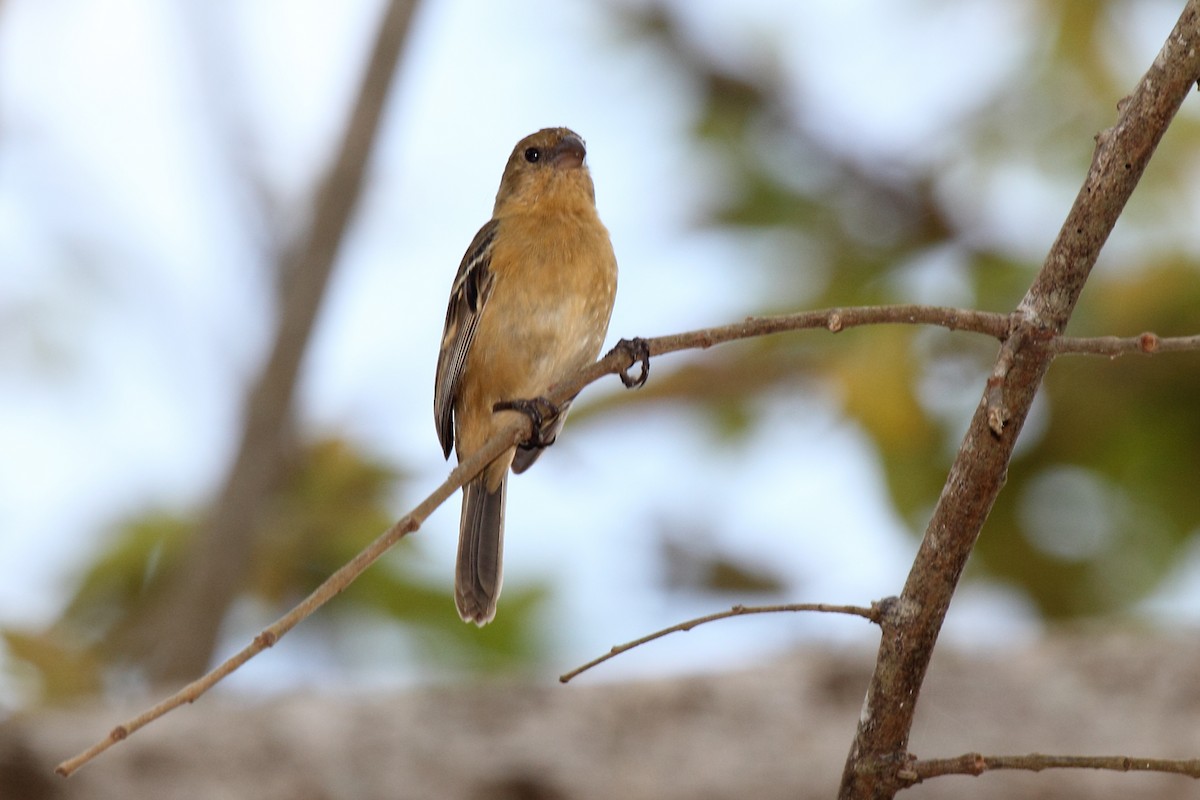 Morelet's Seedeater - ML646292426