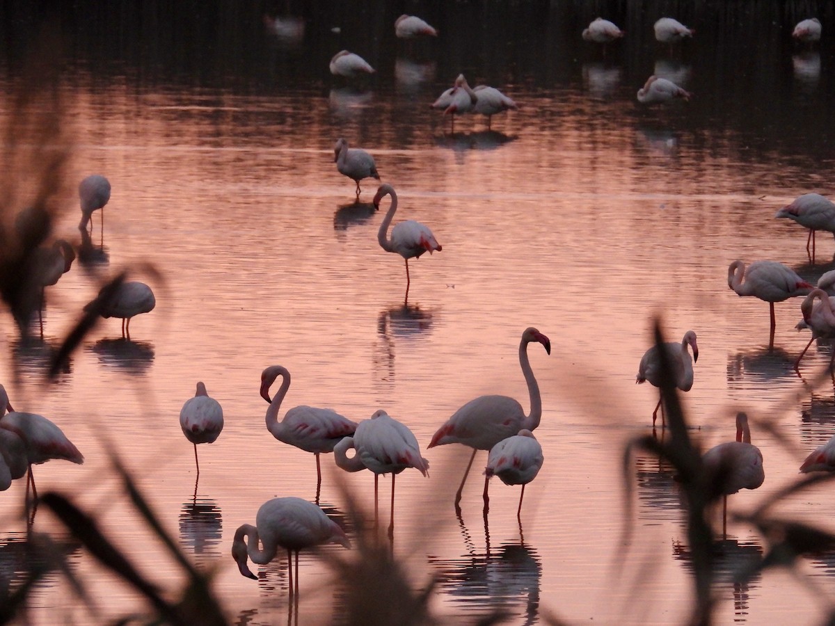 Greater Flamingo - ML646292427