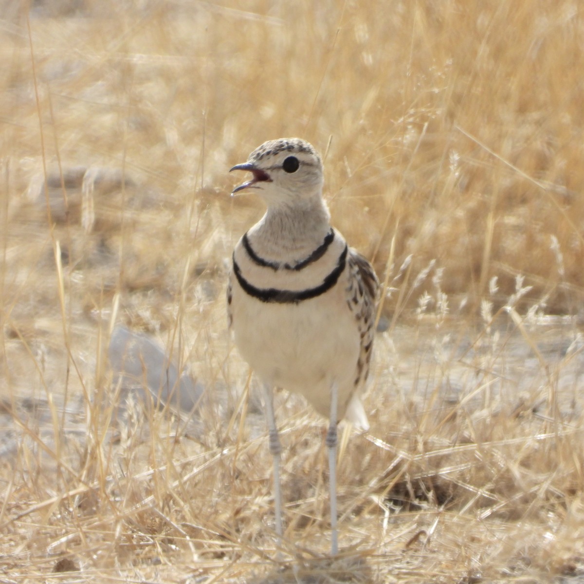 Double-banded Courser - ML646292428