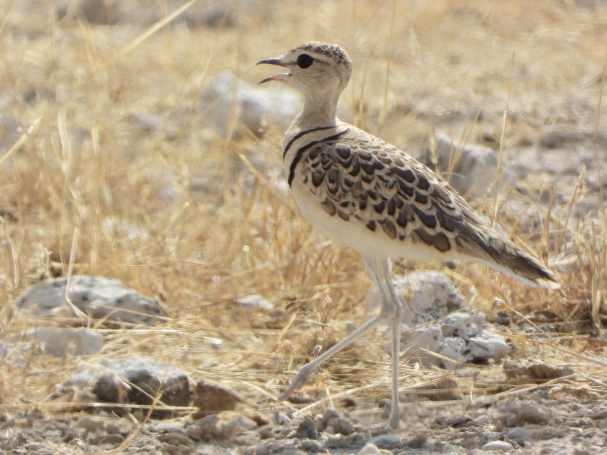 Double-banded Courser - ML646292429