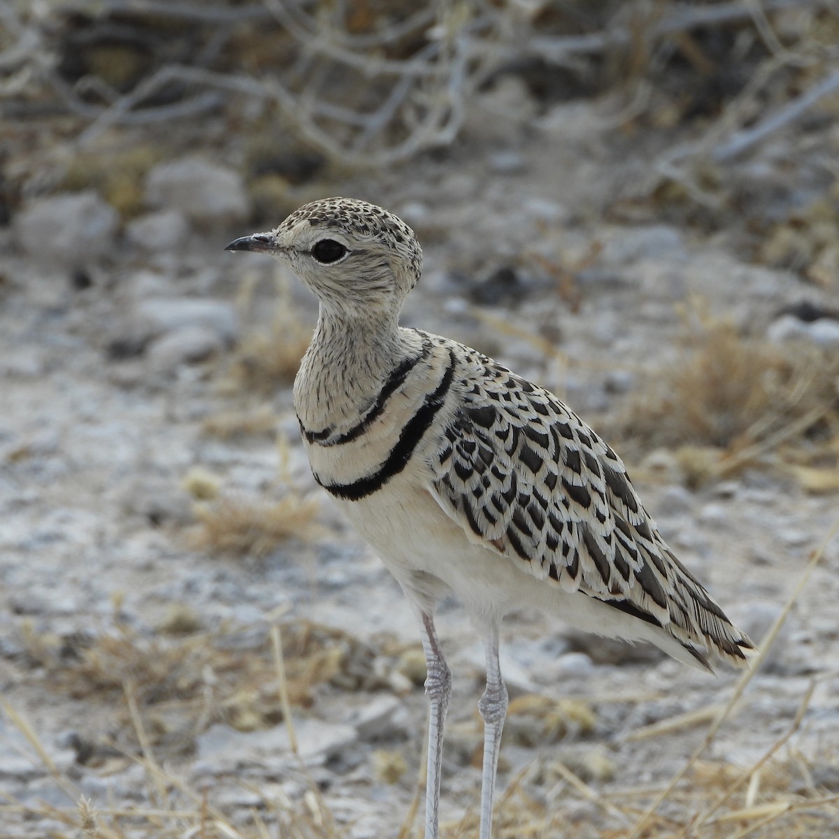 Double-banded Courser - ML646292430