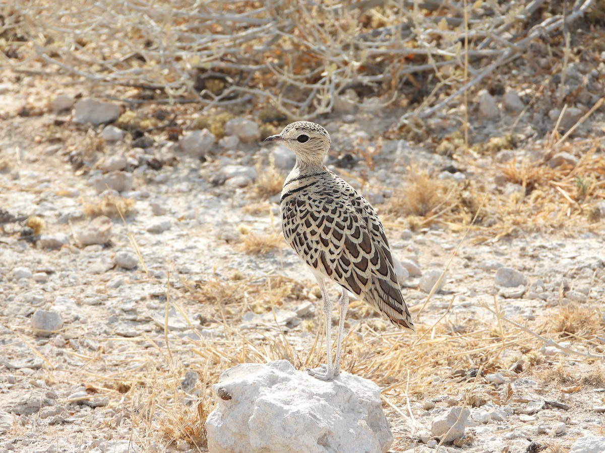 Double-banded Courser - ML646292431