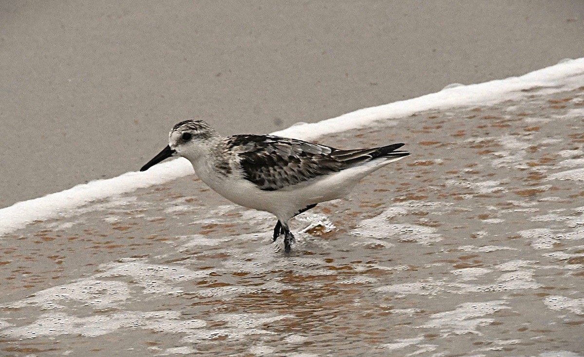 Sanderling - ML646292432