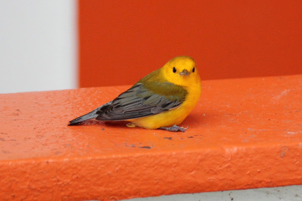 Prothonotary Warbler - ML646292433