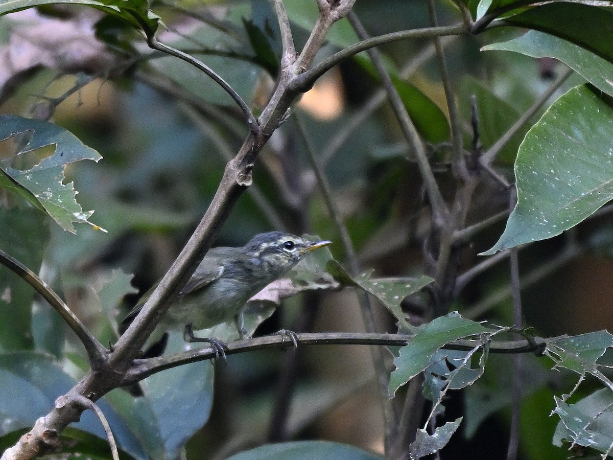 Greenish Warbler - ML646292435
