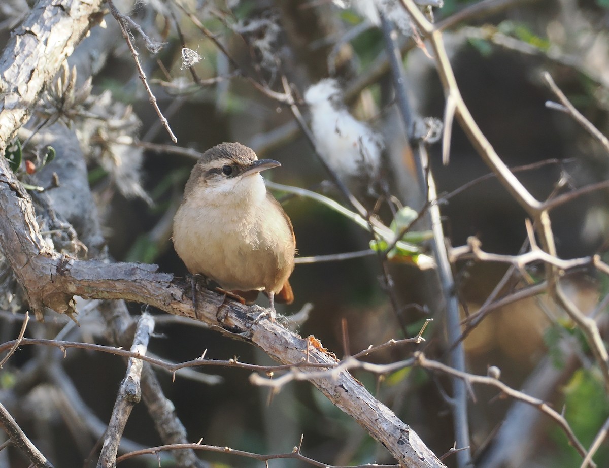 Bolivian Earthcreeper - ML646292436