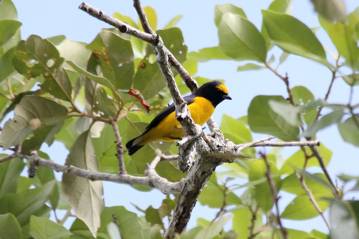 Scrub Euphonia - ML646292437