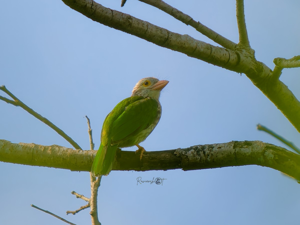 Lineated Barbet - ML646292439