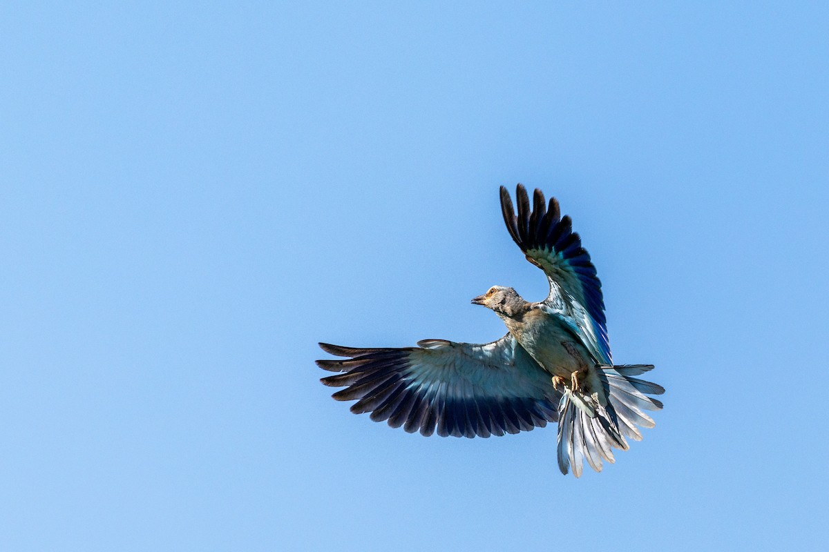 Сизоворонка - ML646292440