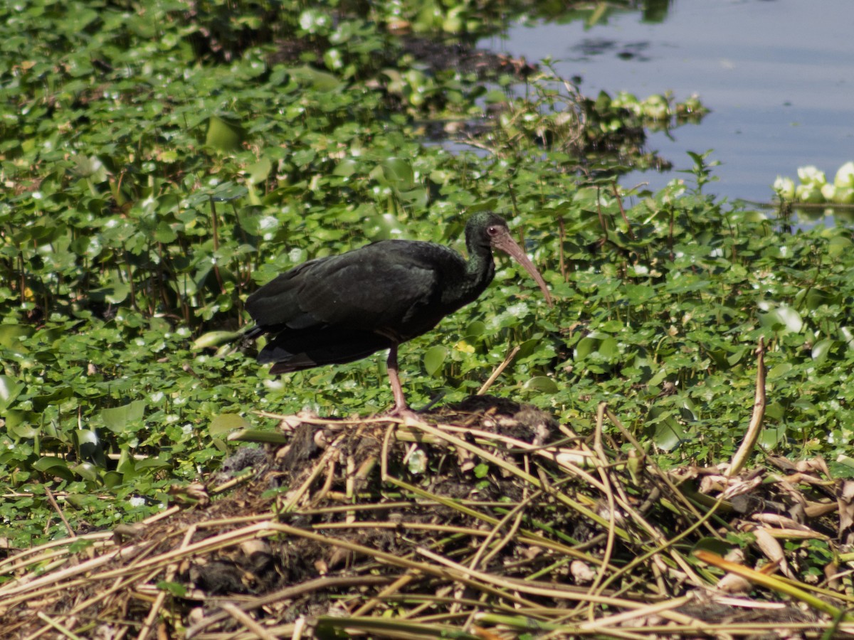 Гололицый ибис - ML646292441