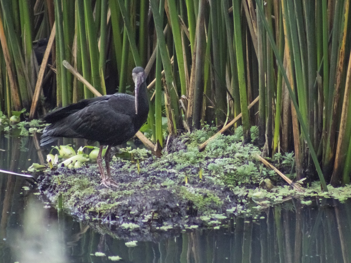 Гололицый ибис - ML646292442