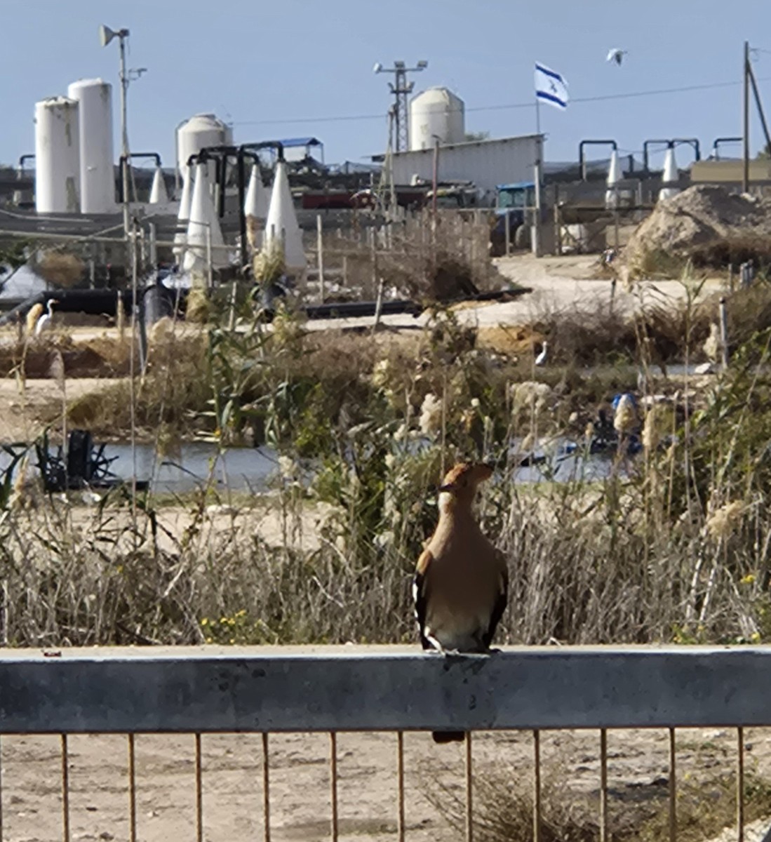 Удод - ML646292445