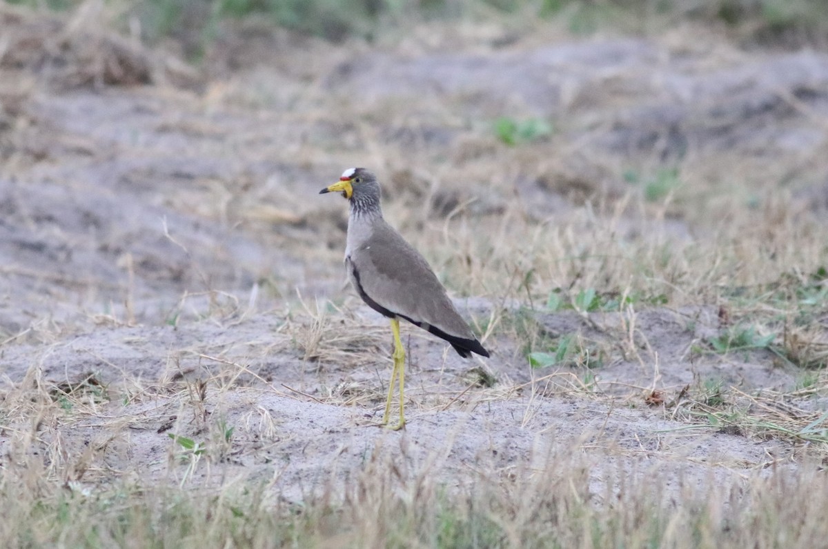 Сенегальский чибис - ML646292447