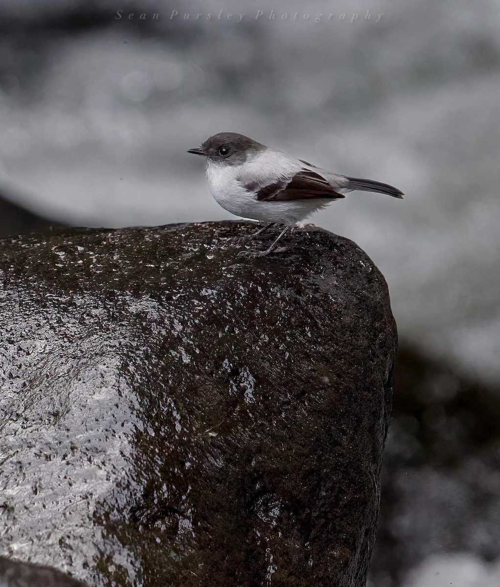 Серый пиохито - ML646292448