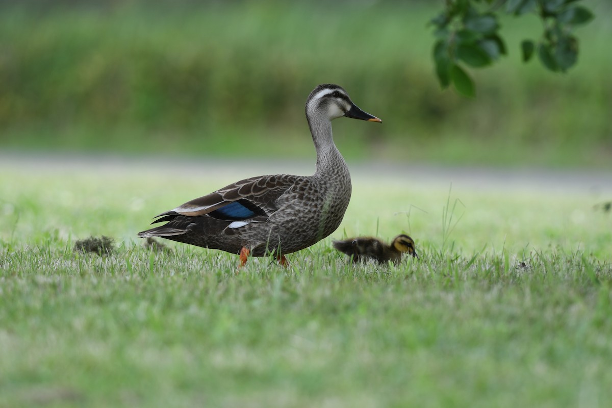 Чёрная кряква - ML646292449