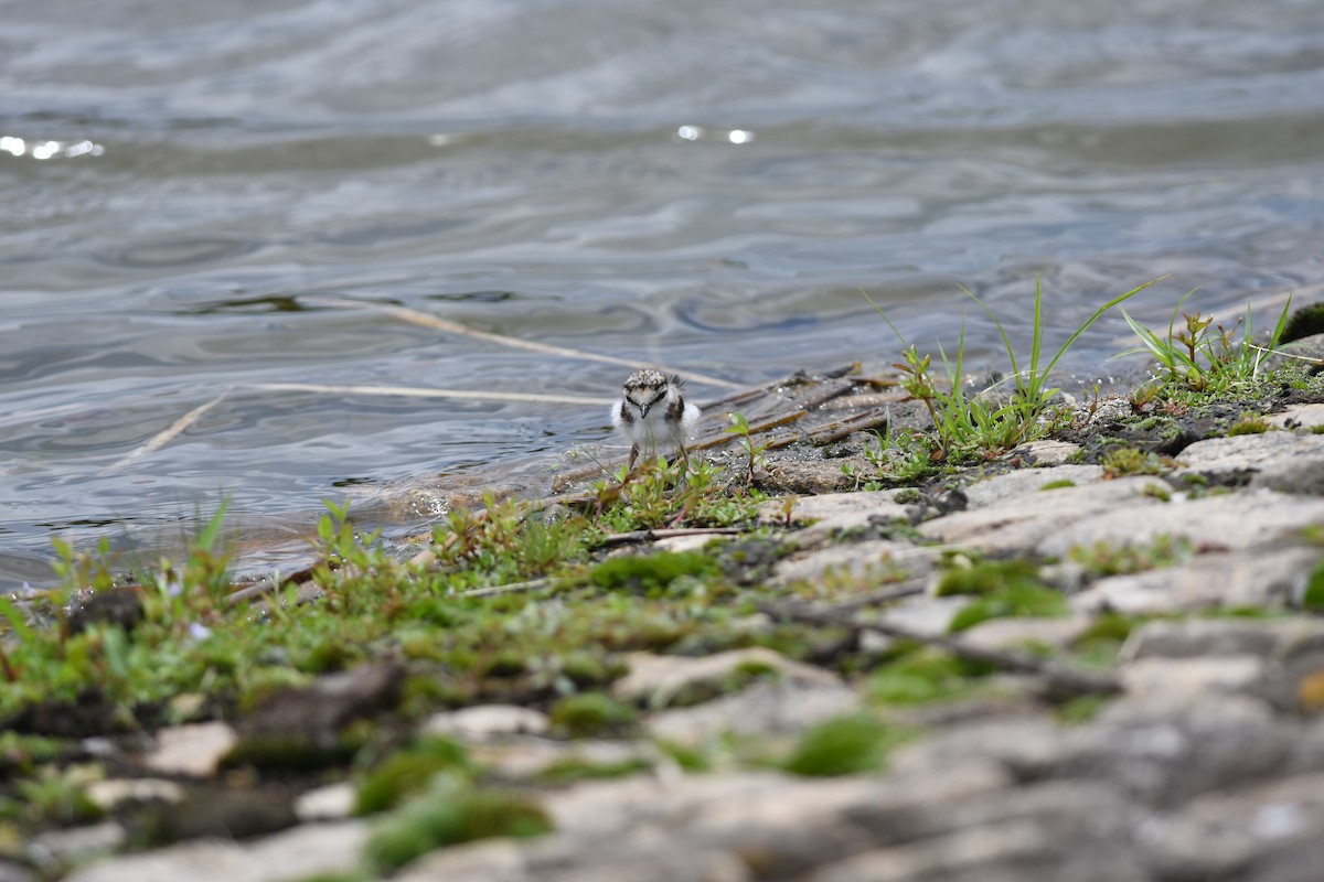 Малый зуёк - ML646292451