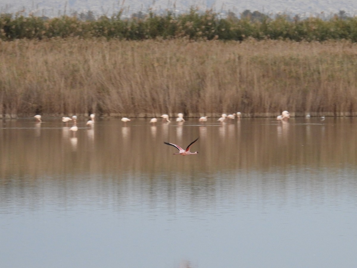 Малый фламинго - ML646292454