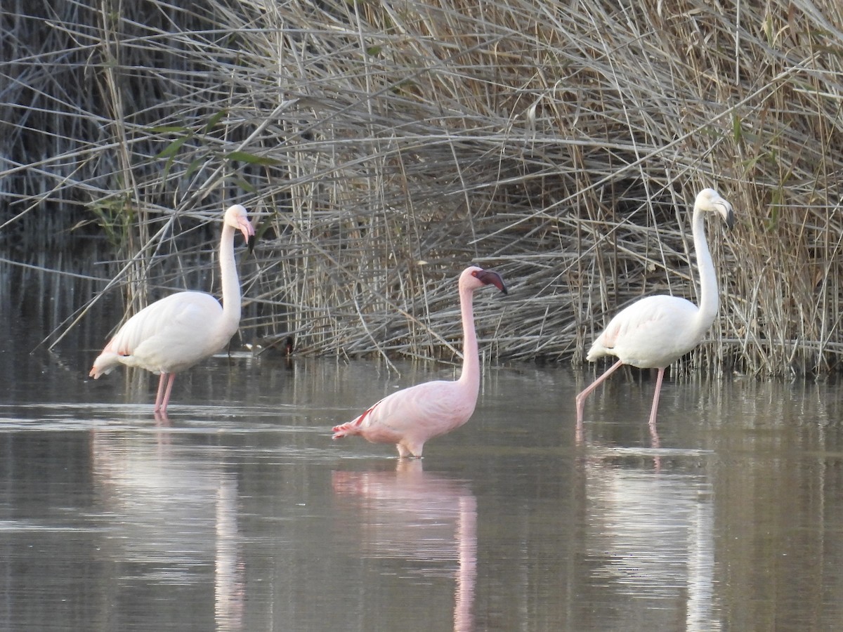 Малый фламинго - ML646292455