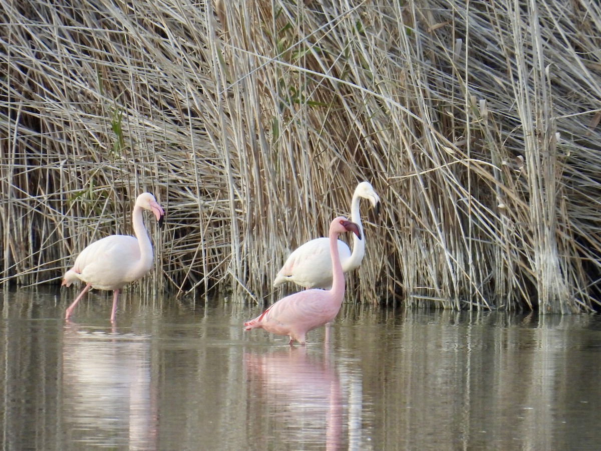 Малый фламинго - ML646292456