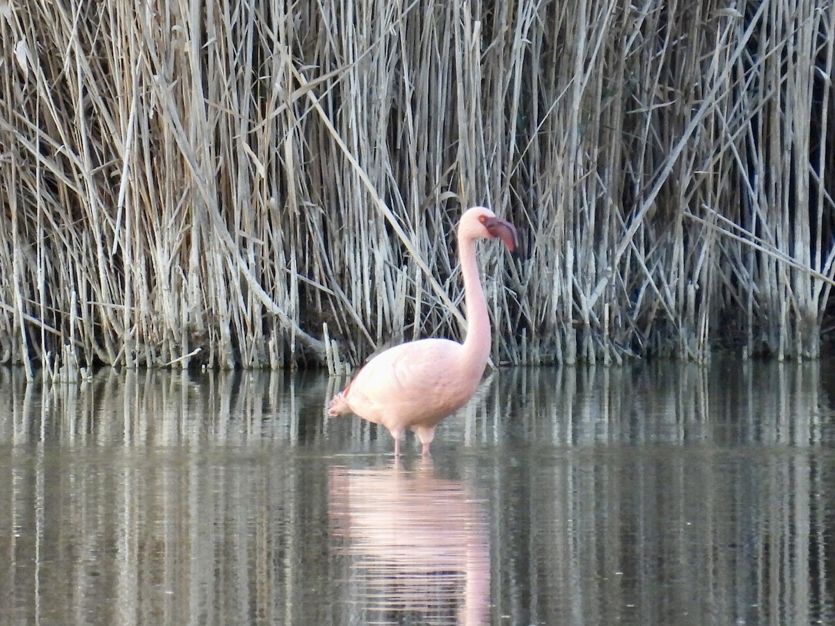 Малый фламинго - ML646292457