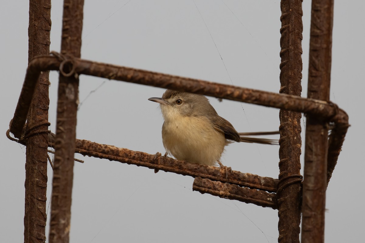 Буроголовая приния - ML646292458