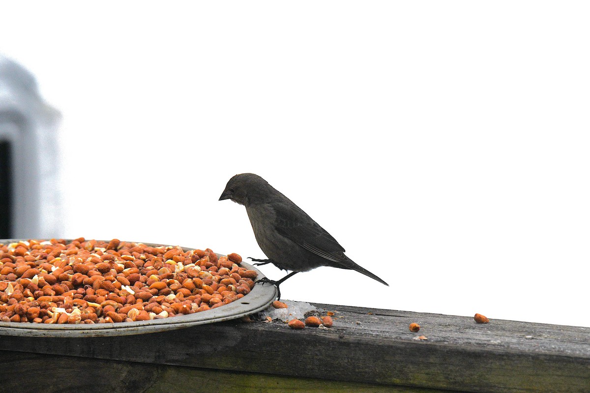 Brown-headed Cowbird - ML646292459