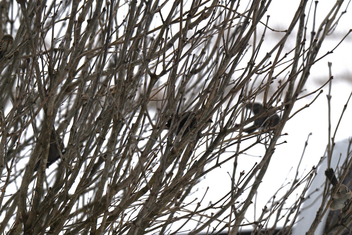Brown-headed Cowbird - ML646292460