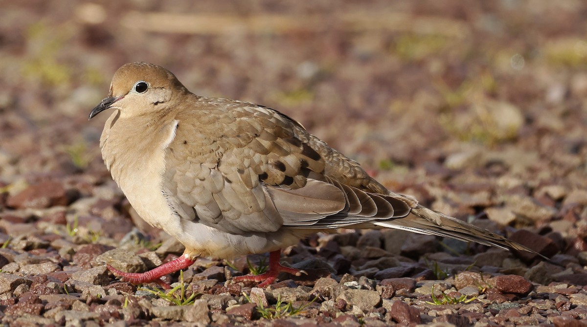 Плачущая горлица - ML646292465