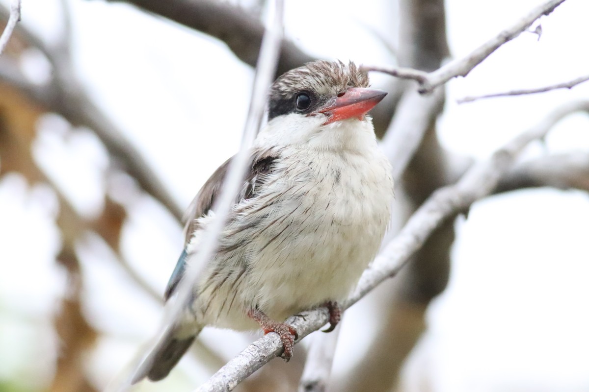 Пёстрый зимородок - ML646292466