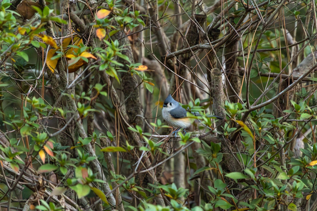 Американская гренадерка - ML646292467