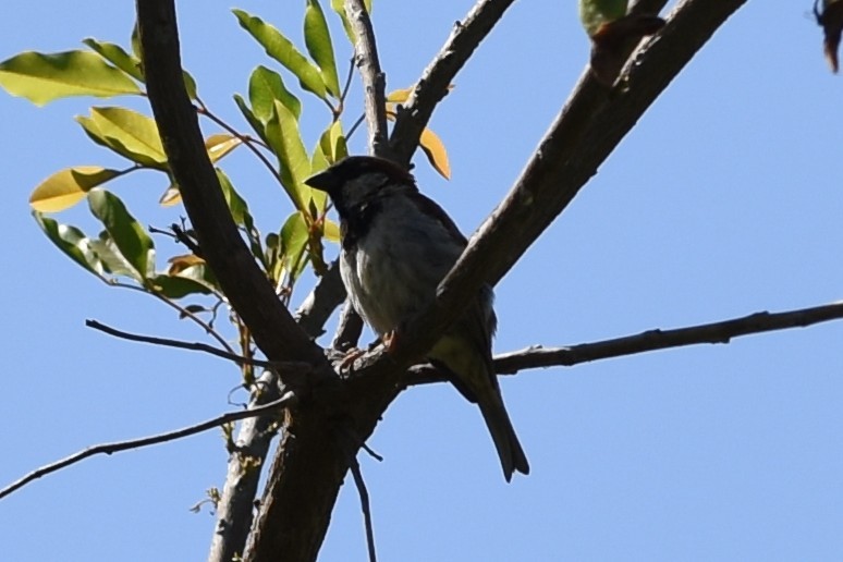 Домовый воробей - ML646292468