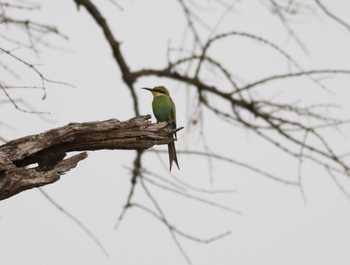 Ласточкохвостая щурка - ML646292470