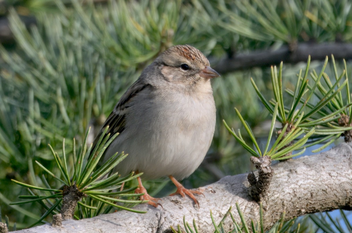 Малая воробьиная овсянка - ML646292472