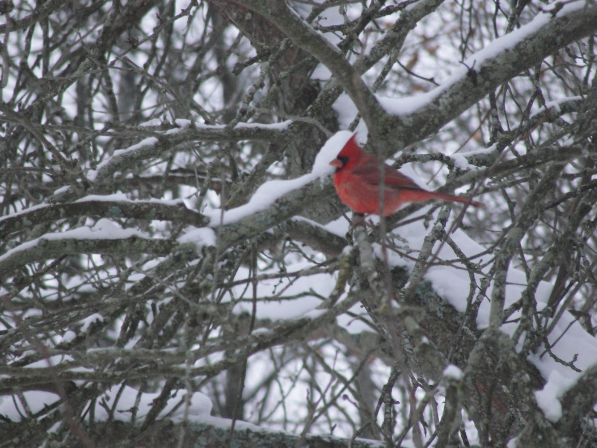 Красный кардинал - ML646292473