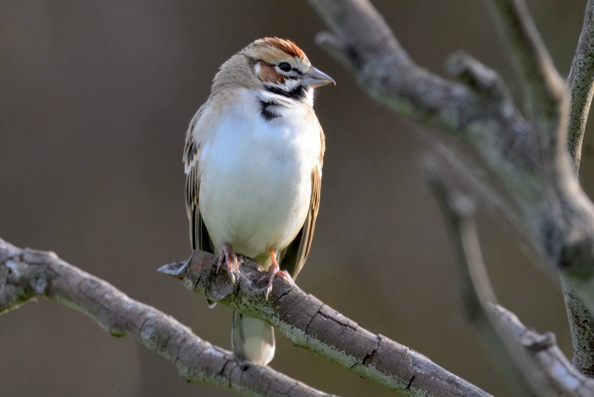 Прерийная овсянка - ML646292474