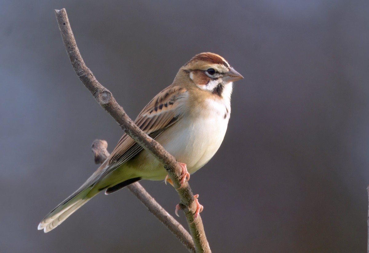 Прерийная овсянка - ML646292475