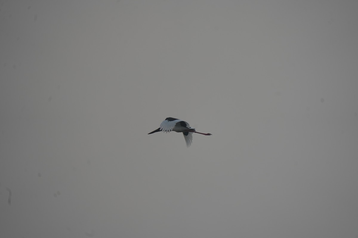 Riesenstorch - ML646292476