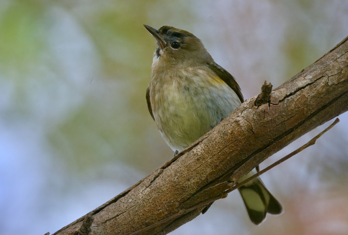Kronenwaldsänger (Audubonwaldsänger) - ML646292483