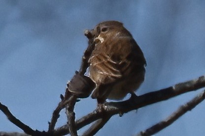 Abendammer - ML646292485