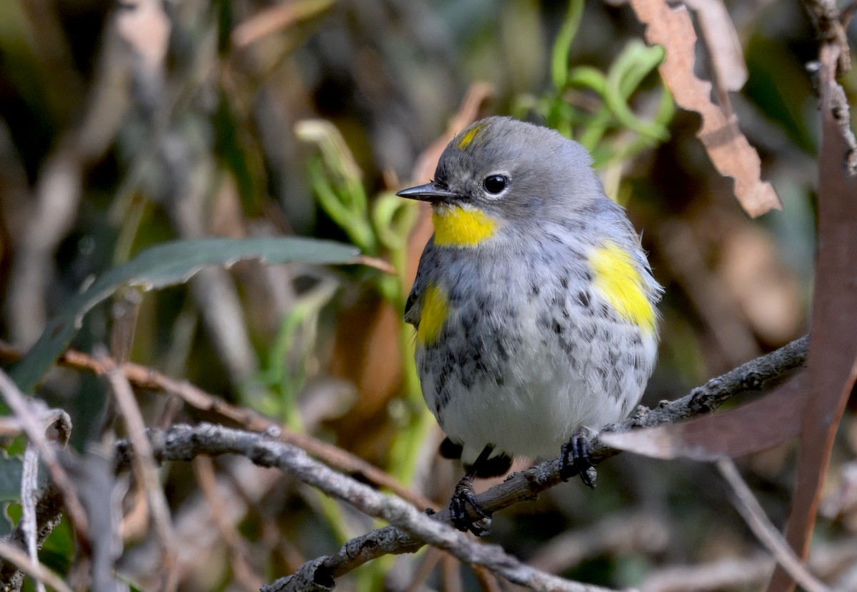 Kronenwaldsänger (Audubonwaldsänger) - ML646292486