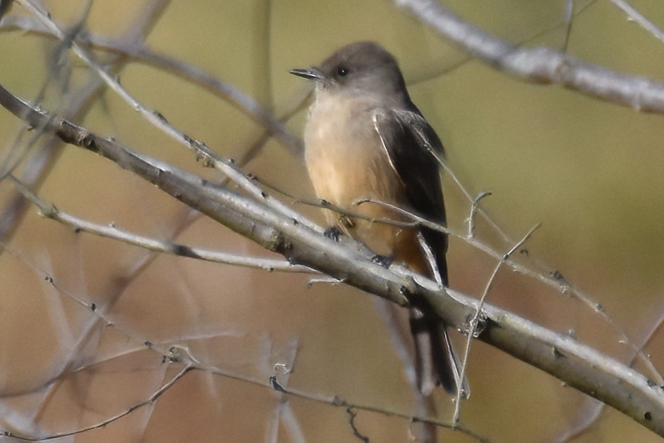 Zimtbauch-Phoebetyrann - ML646292487