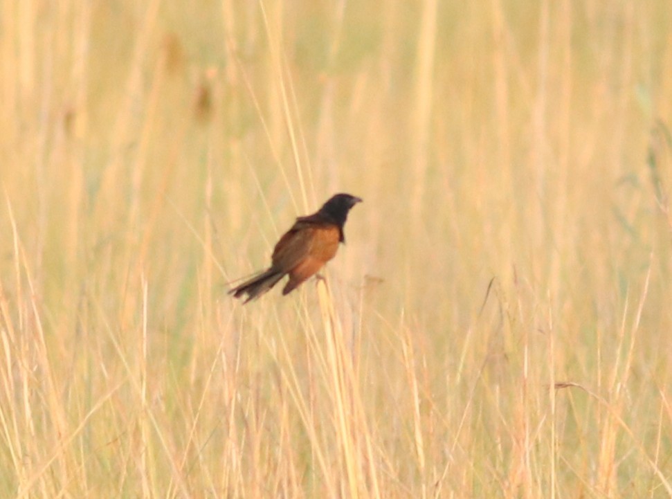 Grillkuckuck - ML646292489