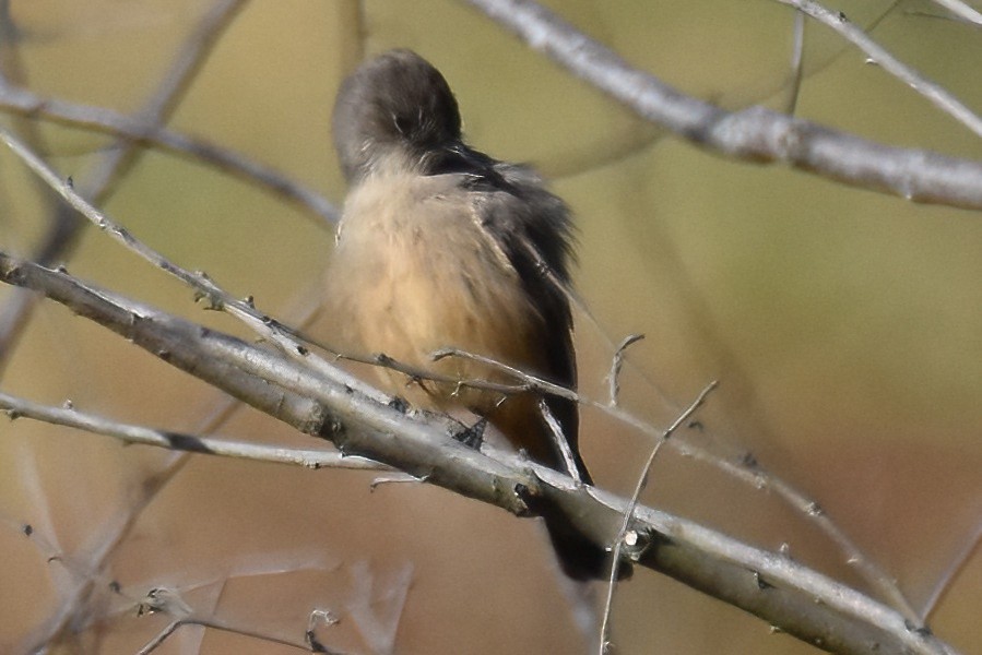 Zimtbauch-Phoebetyrann - ML646292490