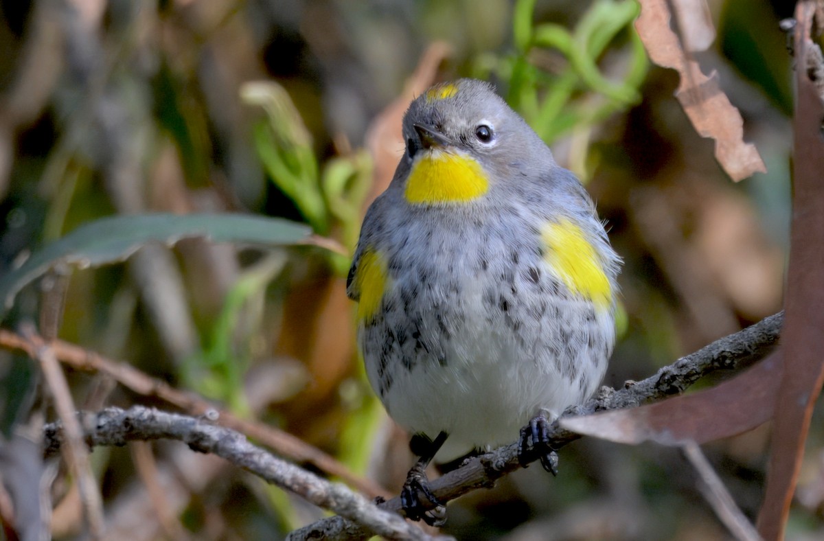 Kronenwaldsänger (Audubonwaldsänger) - ML646292491
