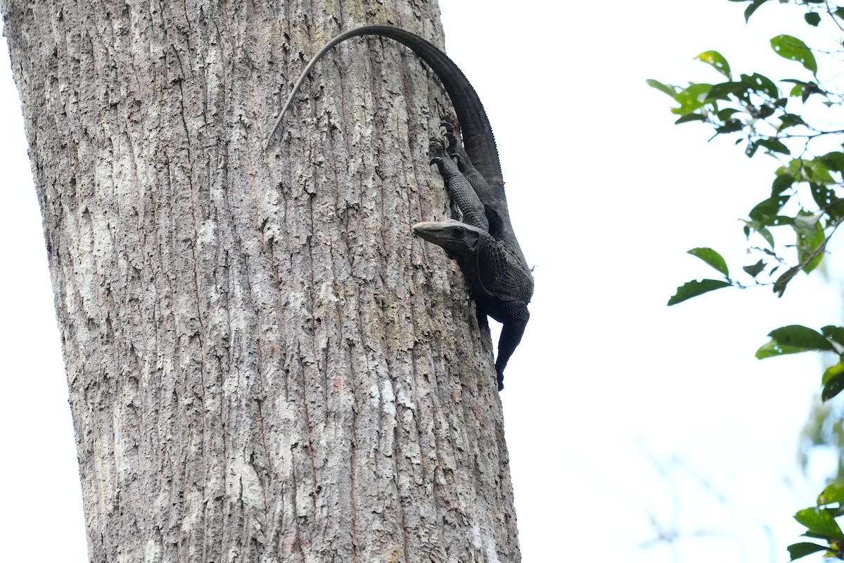 Roughneck Monitor - ML646292492