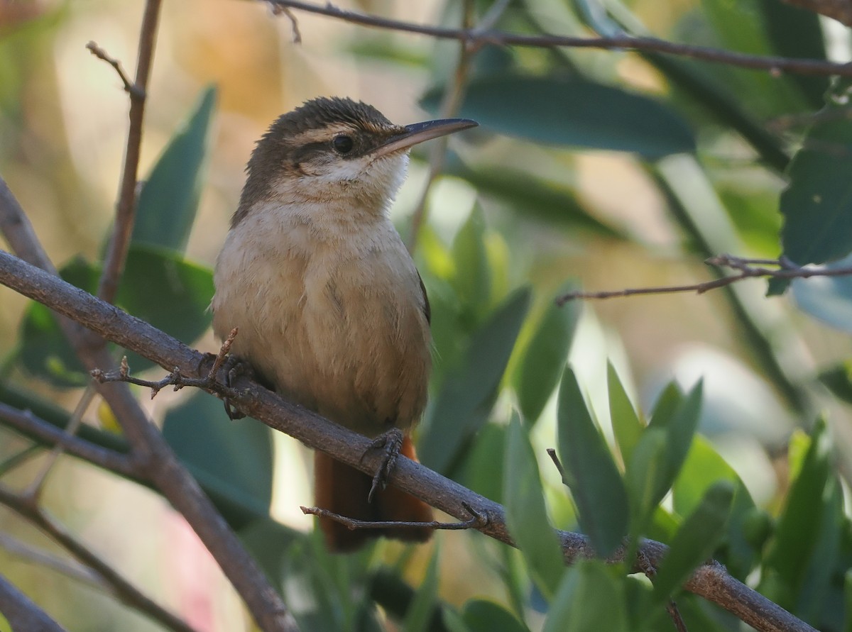 Blassbauch-Erdhacker - ML646292493