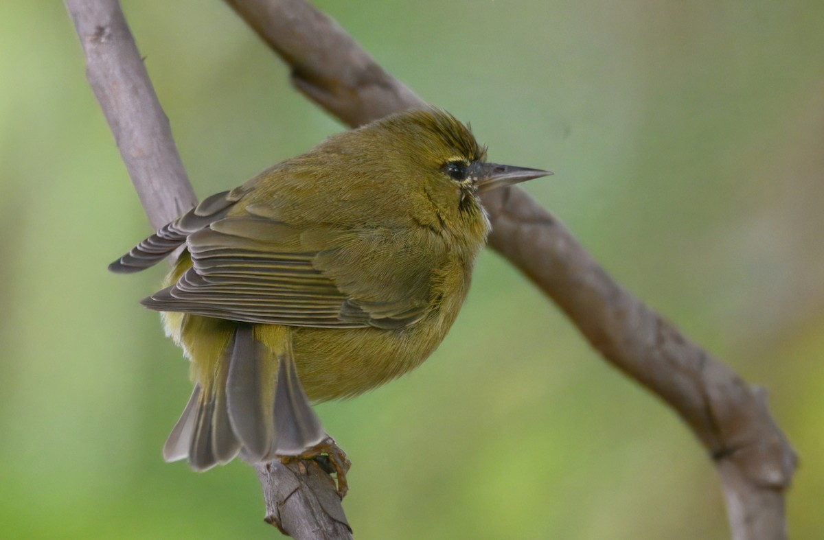 Orangefleck-Waldsänger - ML646292494
