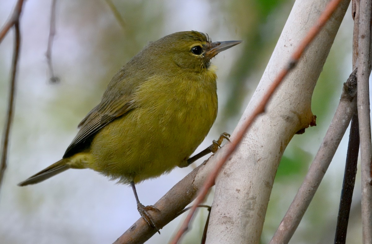 Orangefleck-Waldsänger - ML646292495