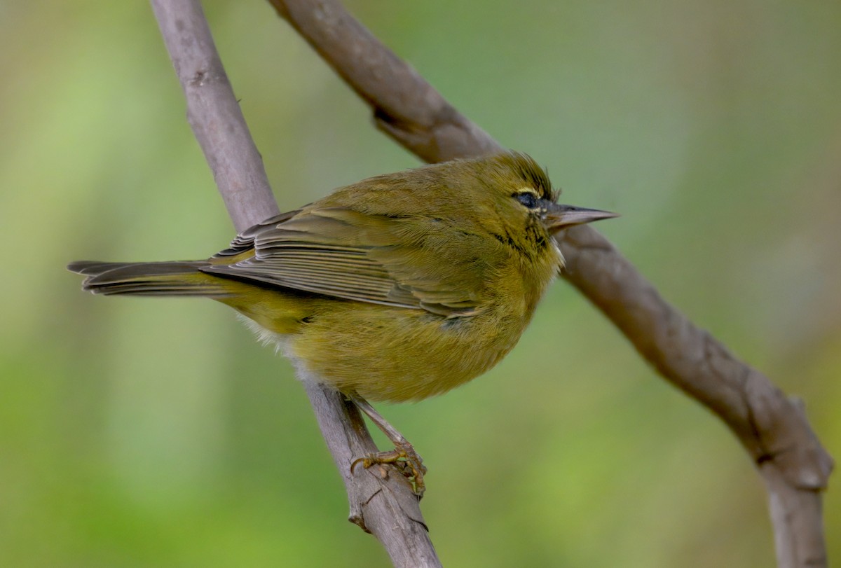 Orangefleck-Waldsänger - ML646292497